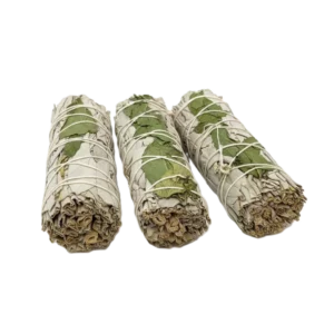 Valge salvei ja basiilik looduslikus suitsutuskimbus, pikkus umbes 10 cm ja kaalub ligikaudu 30 g