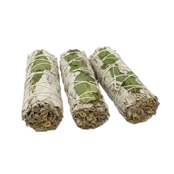Valge salvei ja basiilik looduslikus suitsutuskimbus, pikkus umbes 10 cm ja kaalub ligikaudu 30 g